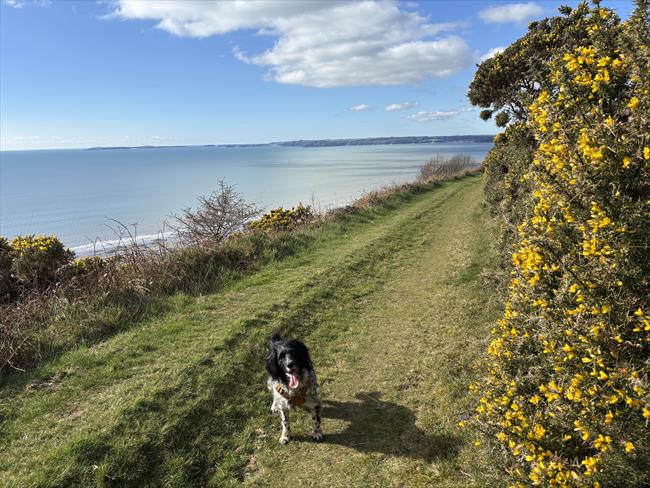 Gorse lines the coast path above Marros Sands