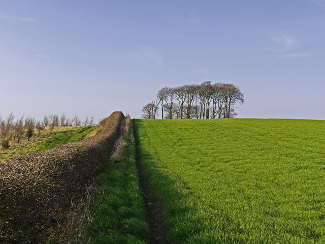 Field edge with hedge near Waldridge
© Copyright Trevor Littlewood and licensed for reuse under this Creative Commons Licence