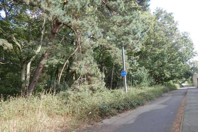 The cycle/foot path to the woods