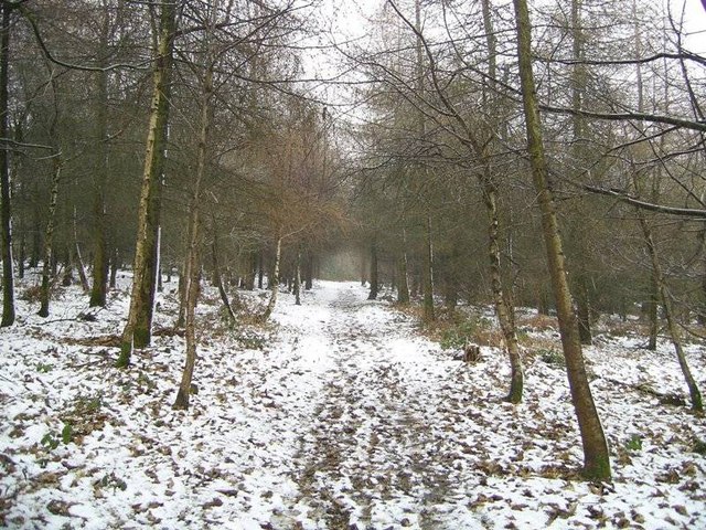 Footpath through Long Wood