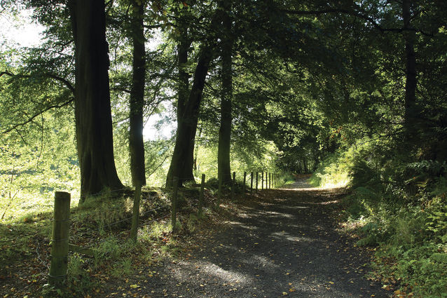 Roslin Glen
