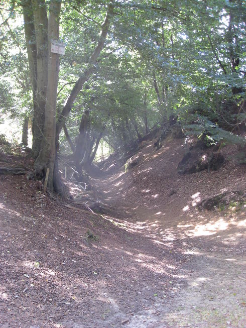 Woodland Path