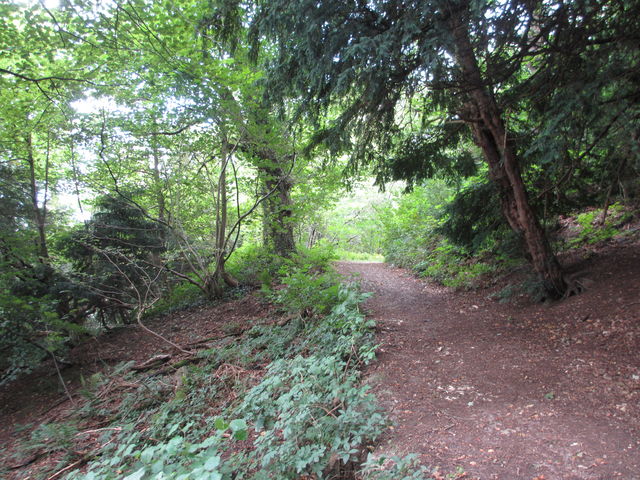 Walking in Castle Eden Dene