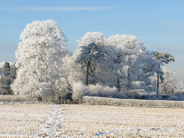 Winter Trees near Madeley