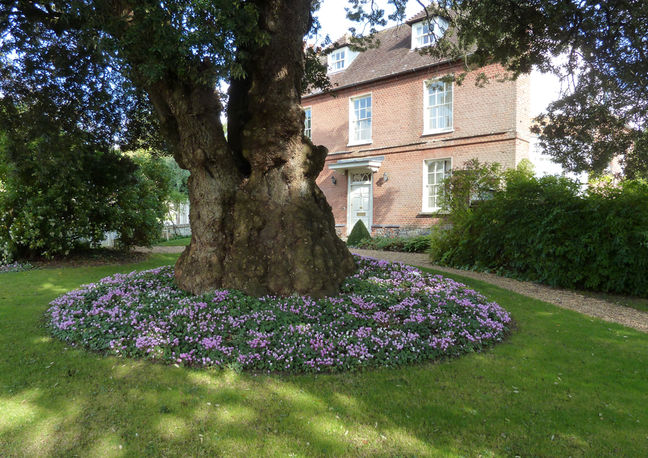 Holm oak and cyclamen, Upper Woodford