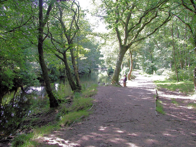 Path by Lynher River