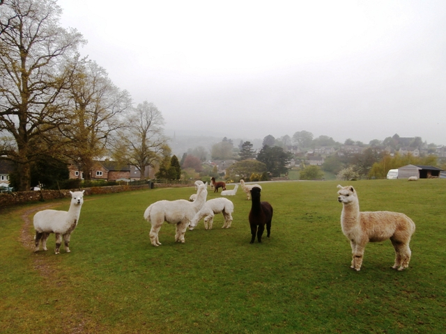 Peru comes to Bakewell