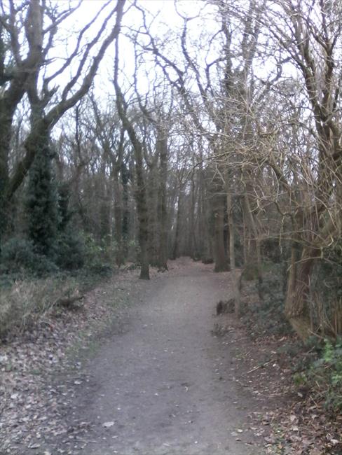 East Hoath Woods