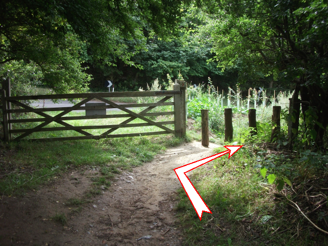 Photo 5.  Turn right and walk along a field edge path near the road, then cross the road.