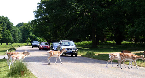 Richmond Park - Deer Crossing