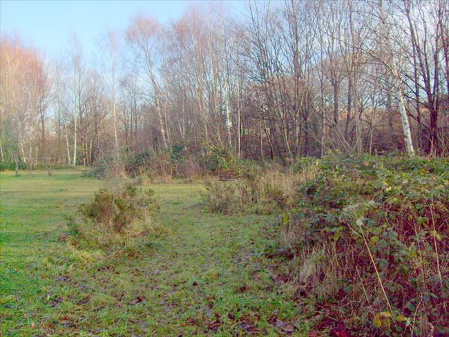 Salmon Pastures