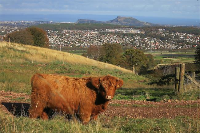 Hamish the Highland Cow on track above Swanston Village.
