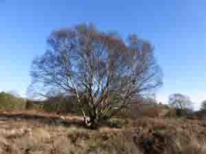 The Birch Tree on Gentleshaw Common