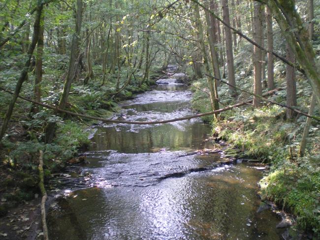 March Burn at Healey Mill